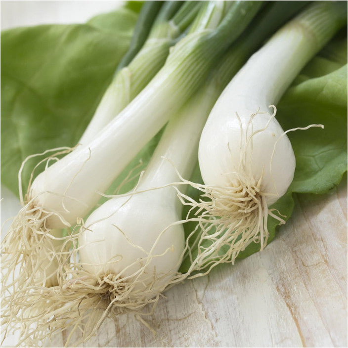 Fresh Long Onion ( Hara Pyaz)