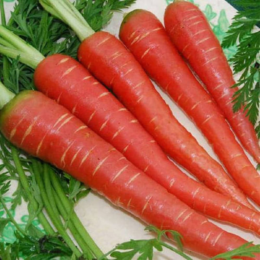 Fresh Carrot (500g)