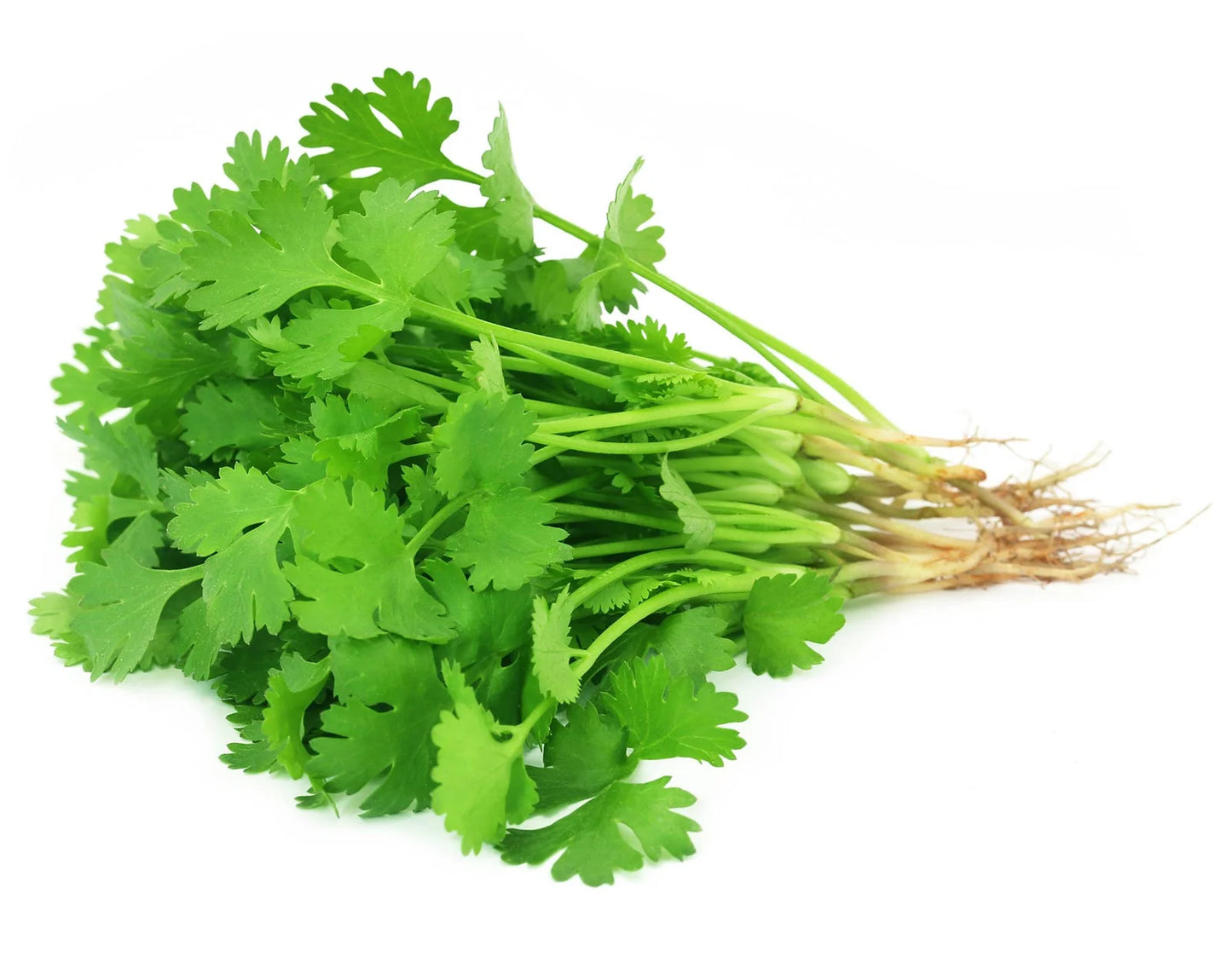 Fresh Green Coriander ( Dhaniya 100g )
