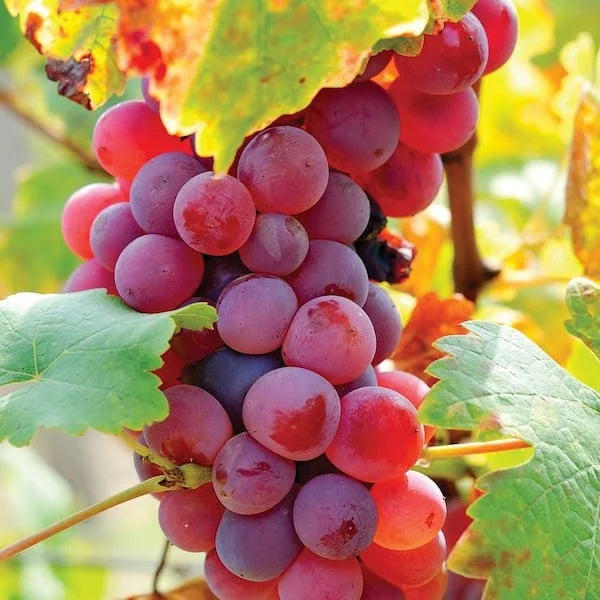 fresh Red Grapes (500g)
